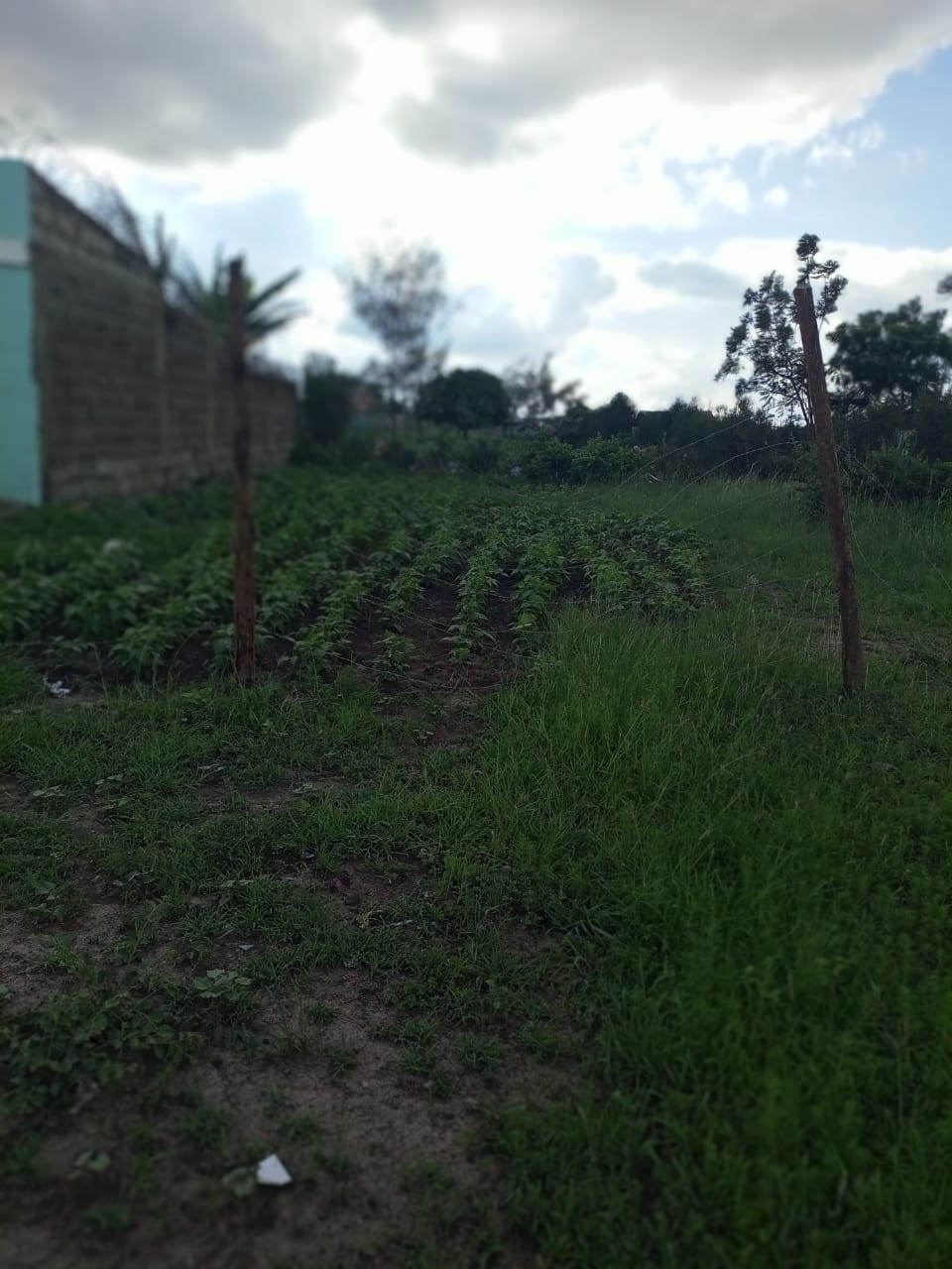 40*60 plot for sale  at Daracha Murera Ruiru.