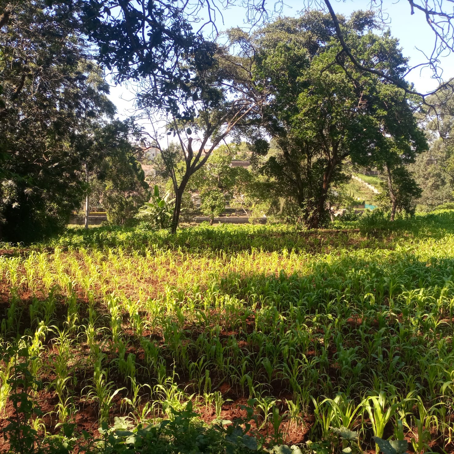 4.5 Acre Property For Sale in Kitisuru Image