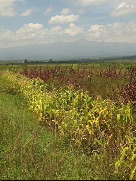 47 acre land for sale in nanyuki, mukima Image
