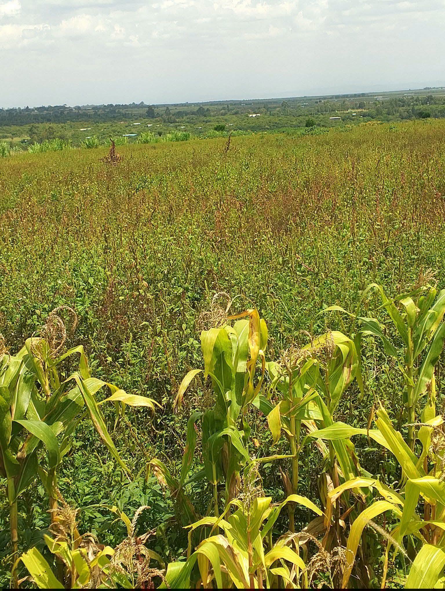47 acre land for sale in nanyuki, mukima