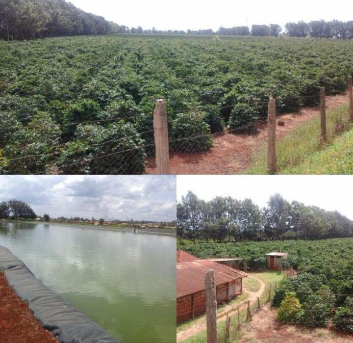 475 acres coffee farm for sale in muranga