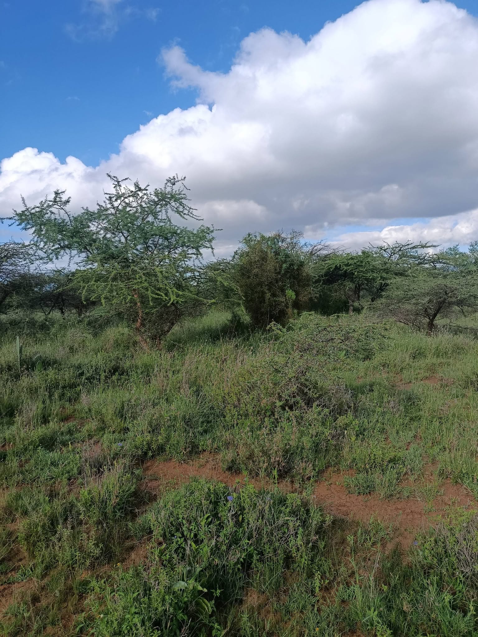 5 acres land are up for sale at Ewaso.
