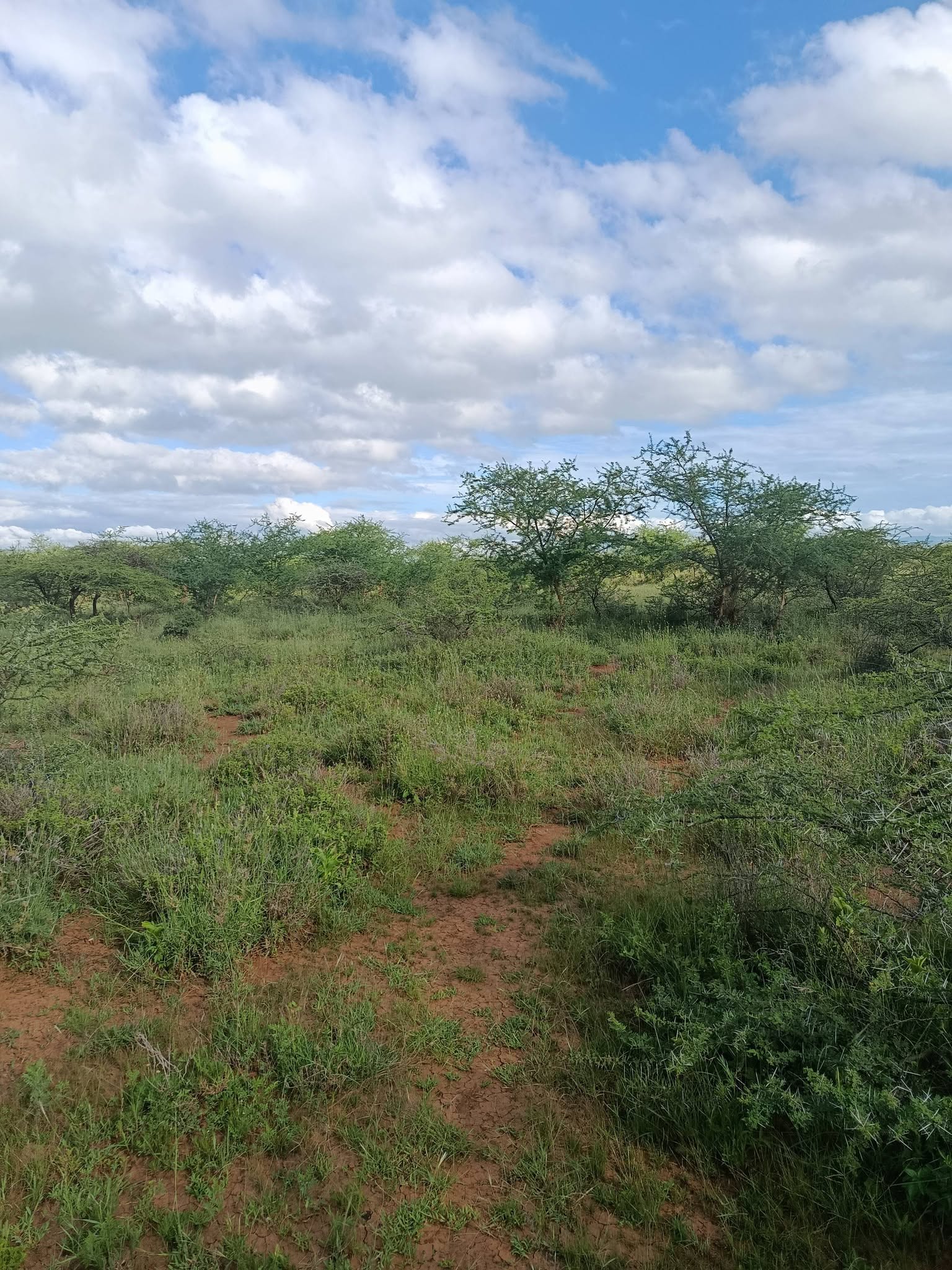 5 acres land are up for sale at Ewaso. Image