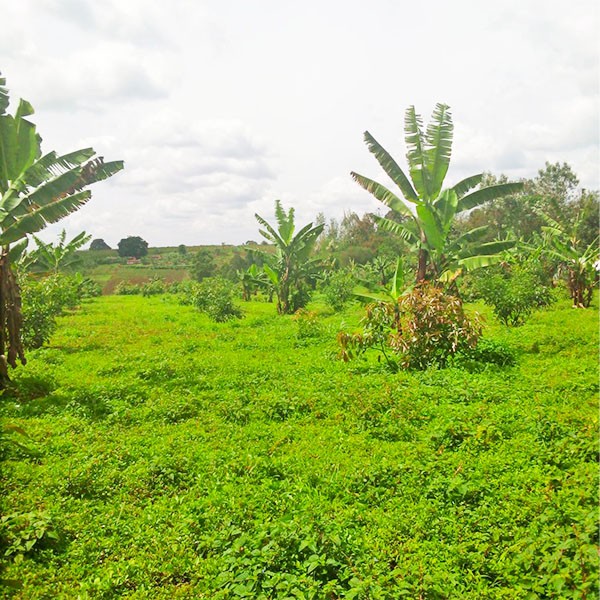 5 acres of land for sale in Gatundu Image