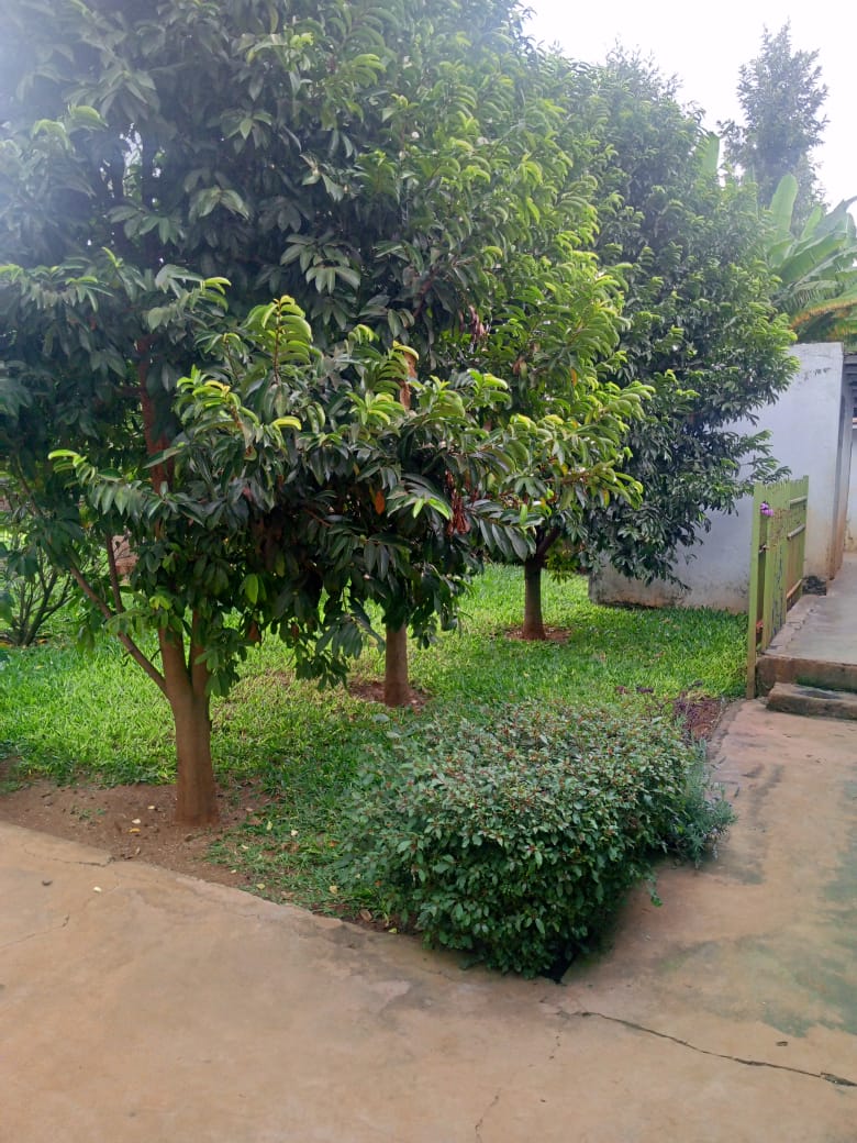 5 bedroom maisonette plus DSQ for rent in Mugumo Estate, Kamiti Road Image