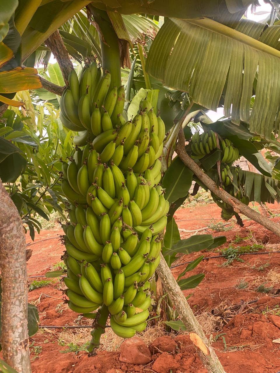 50 Acres Agricultural Land For Sale in Ishiara, Embu (Mbeere North)