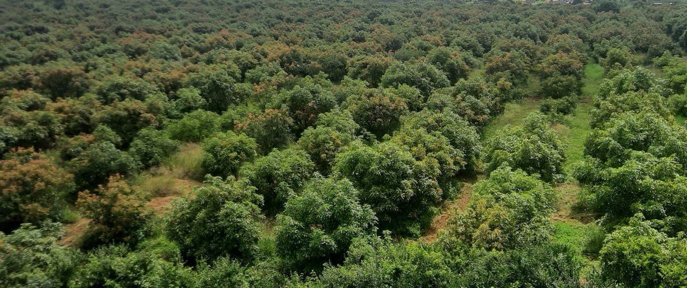 50 acres avocado firm for sale in makuyu Image