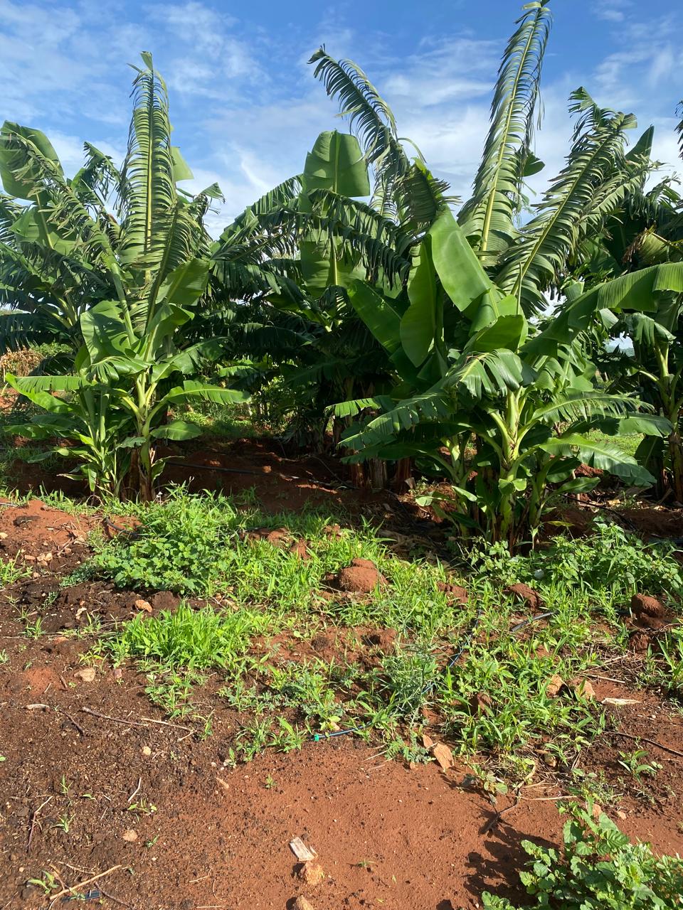 50 acres for sale Embu, Mbeere North Image