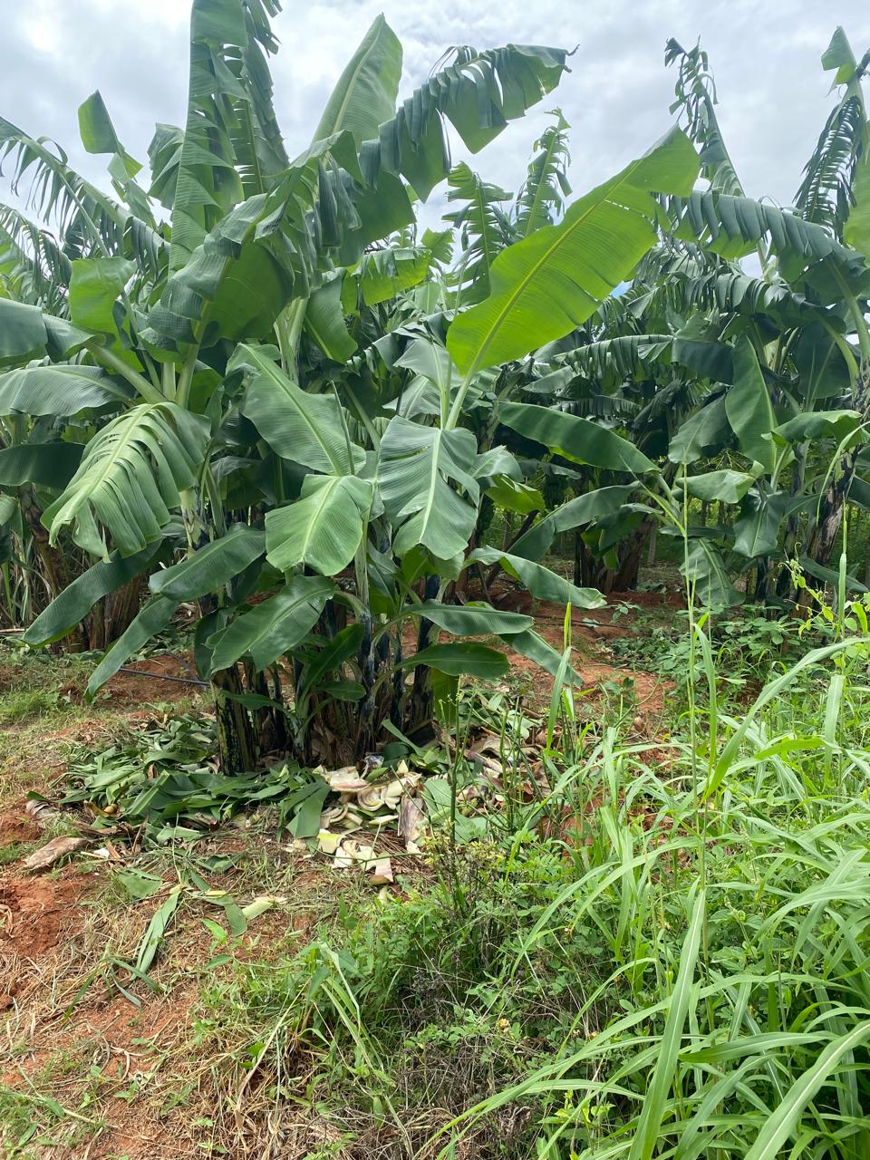 50 acres for sale Embu, Mbeere North Image