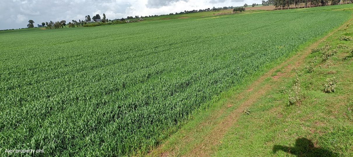 50 acres on sale at Timau Meru County.