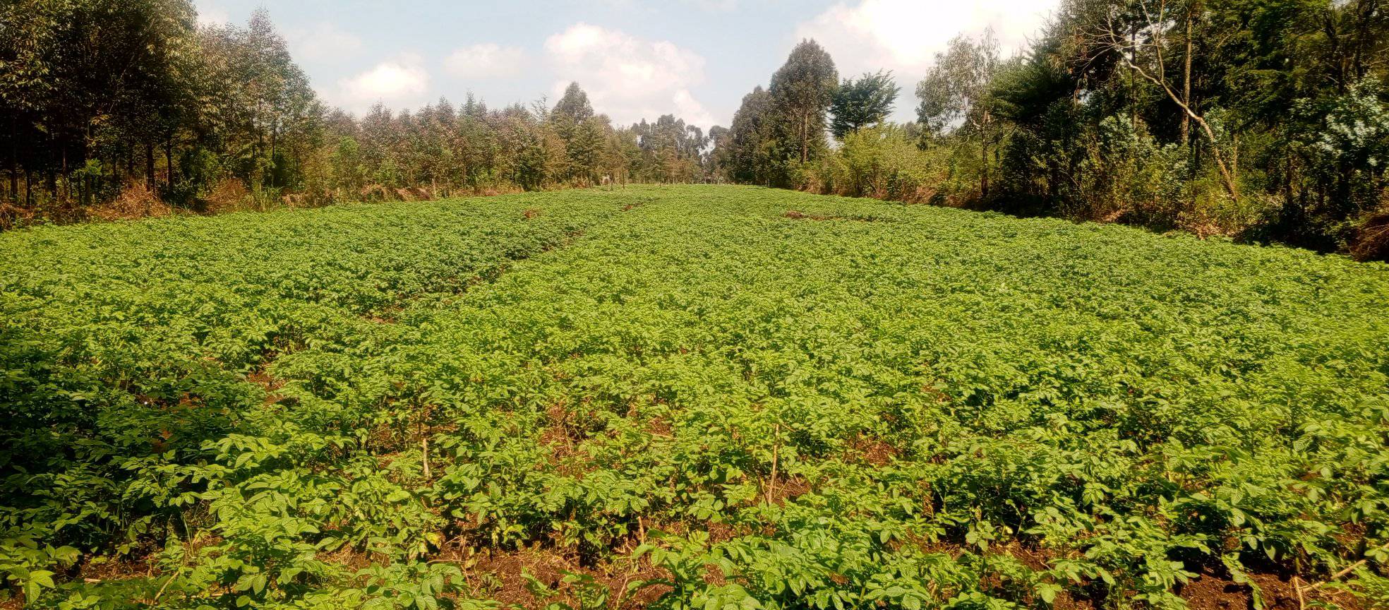 50x100 Plot For Lease in Dagoretti Waithaka,
