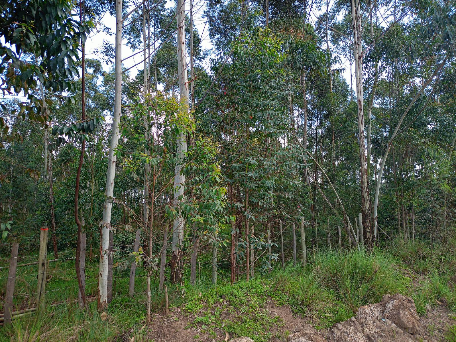 50x100 plot for lease in Kikuyu Gikambura touching Thogoto-Mutarakwa road Image