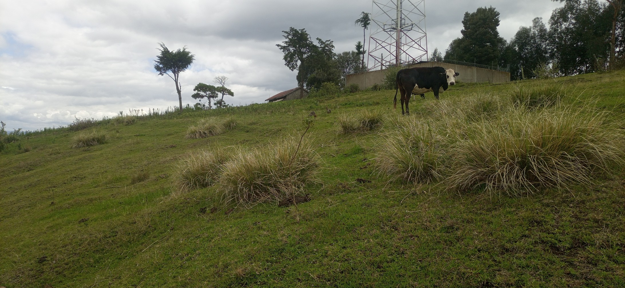 50x100 plot for lease in Kikuyu Gikambura touching Thogoto-Mutarakwa road