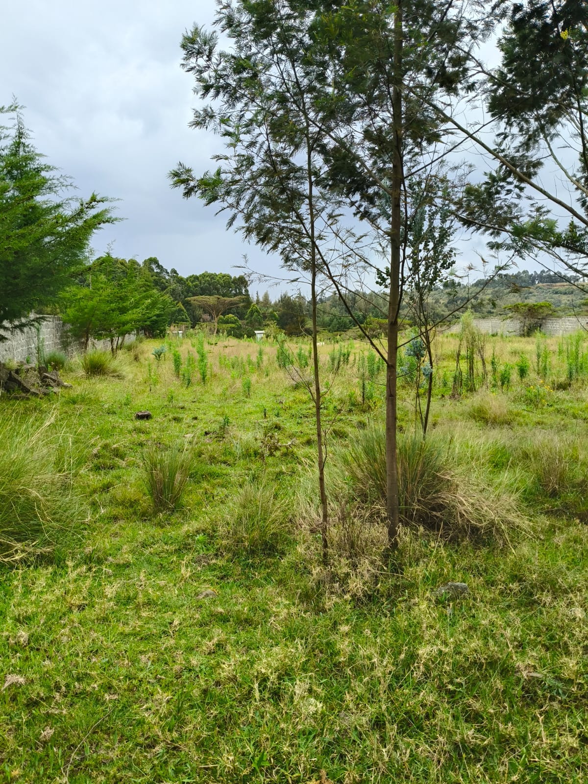 50x100 Plot for Lease in Muthiga Gichecheni,