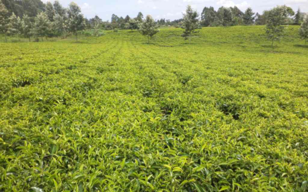 Plot for sale in Limuru near at Paul university