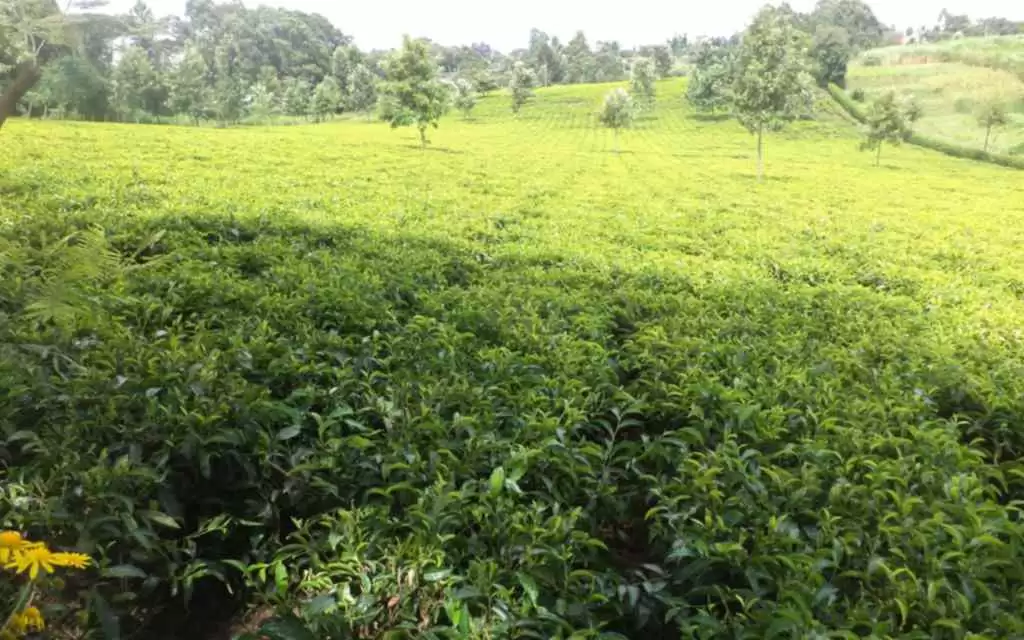 Plot for sale in Limuru town Image