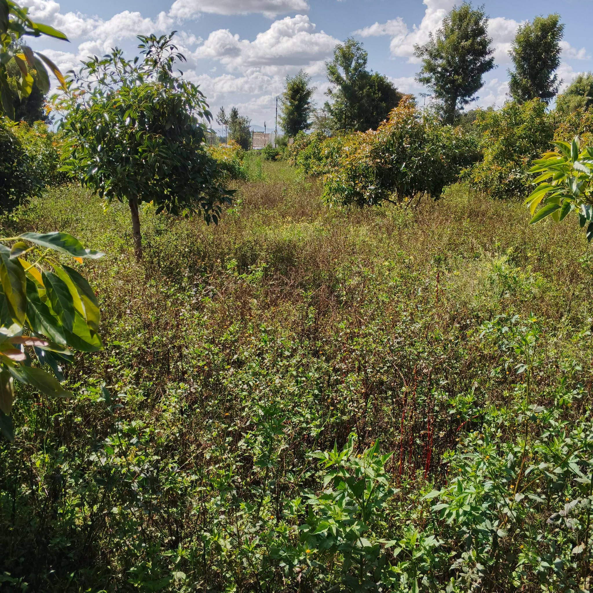 6.5 acres & 4 bedrooms maisonette for sale in mang'u nakuru Image