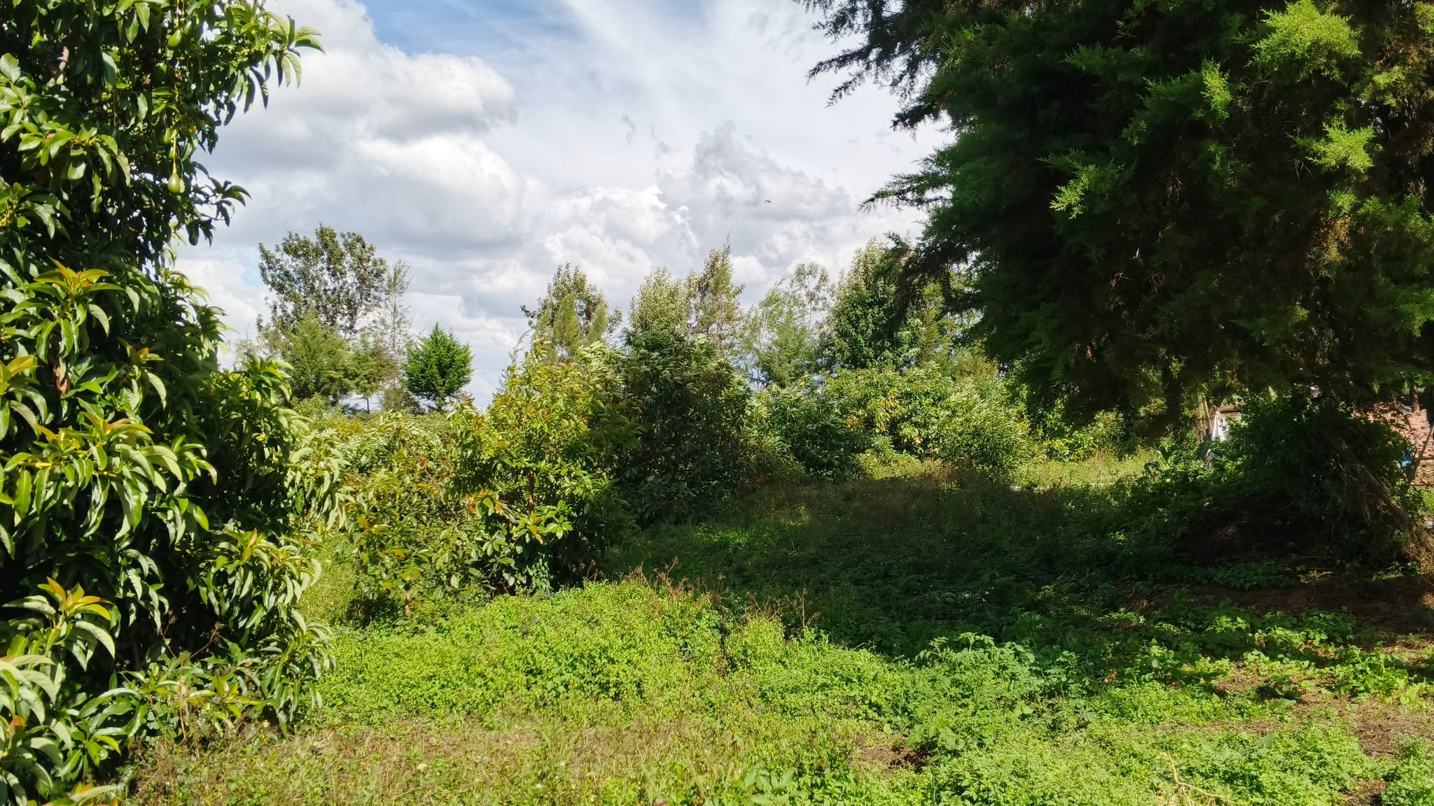 6.5 acres & 4 bedrooms maisonette for sale in Nakuru, Mang'u