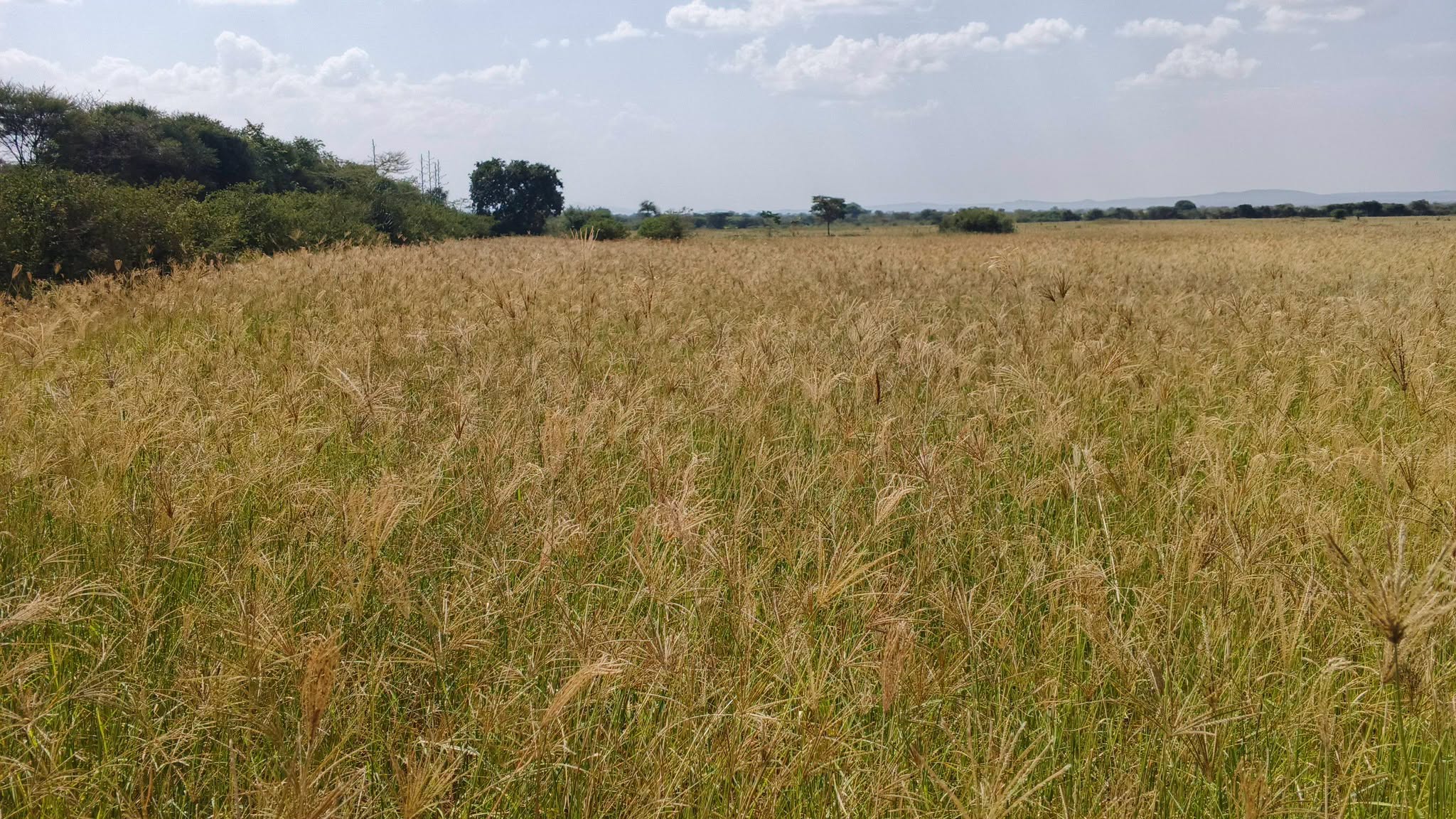 70 acres agricultural land for sale in nakuru, kampi ya moto Image