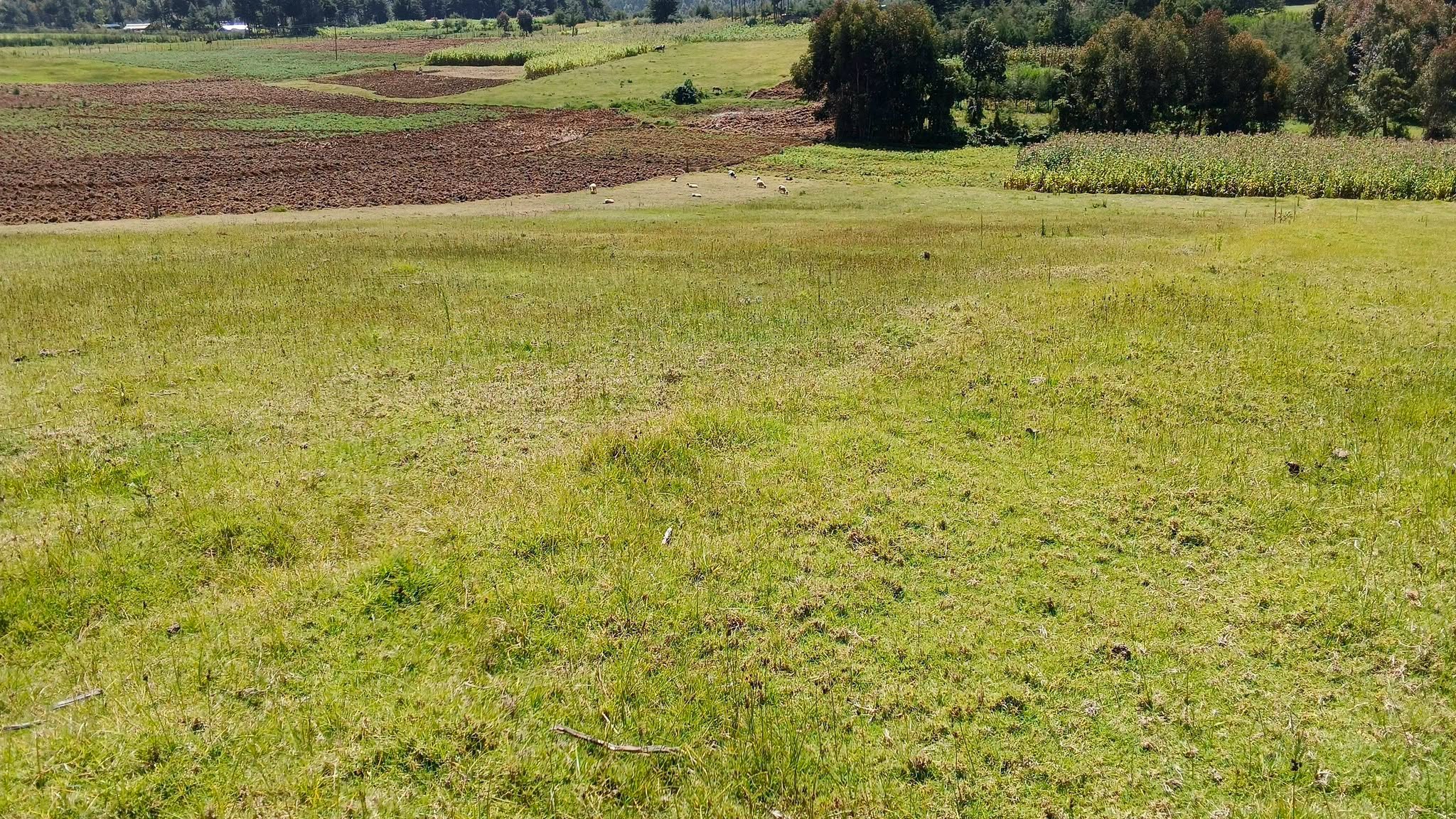 7.5 agricultural land for sale in gwa kiongo, nyandarua