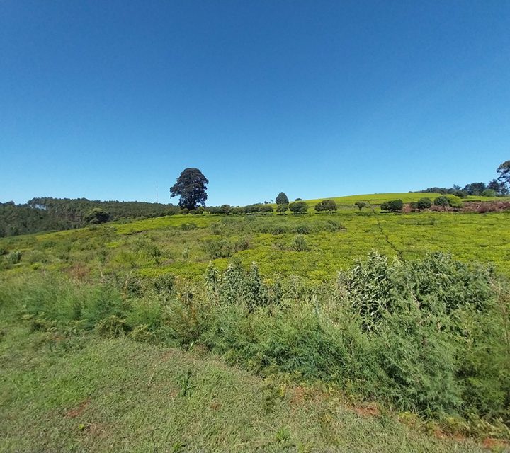 8 Acres for Sale in Tigoni