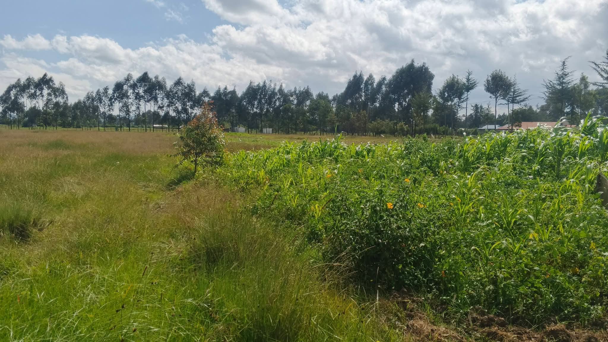 8 Acres RURAL HOME with 4-bedroom bungalow for Sale – Kariumu - Ol Kalou, Nyandarua Image