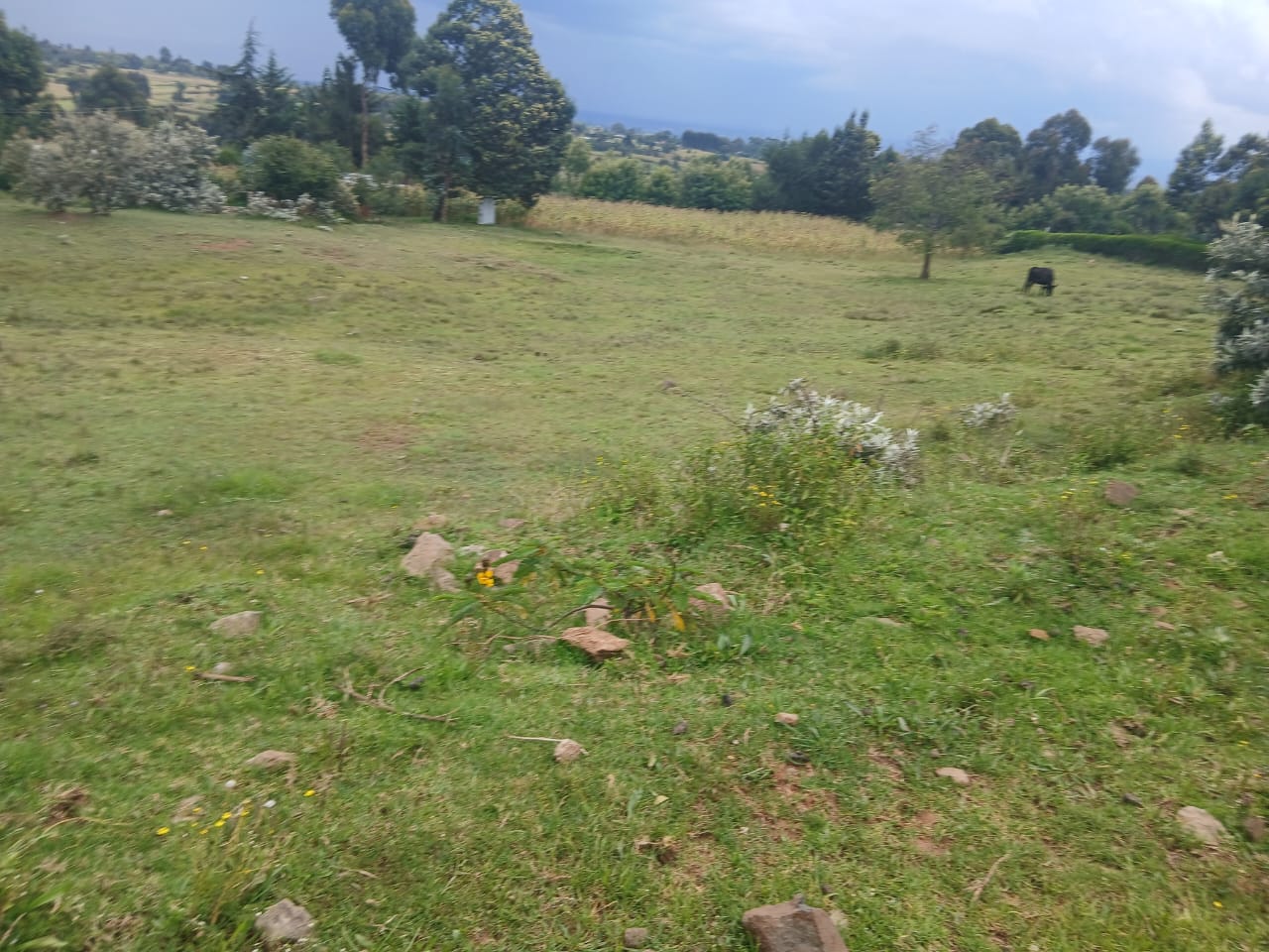 80 acres on sale in nyandarua county touching pamanent river ol kalou kaimbaga Image