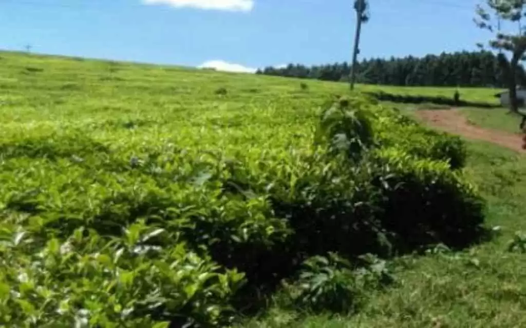 Plot for sale in Limuru kiambu county Image