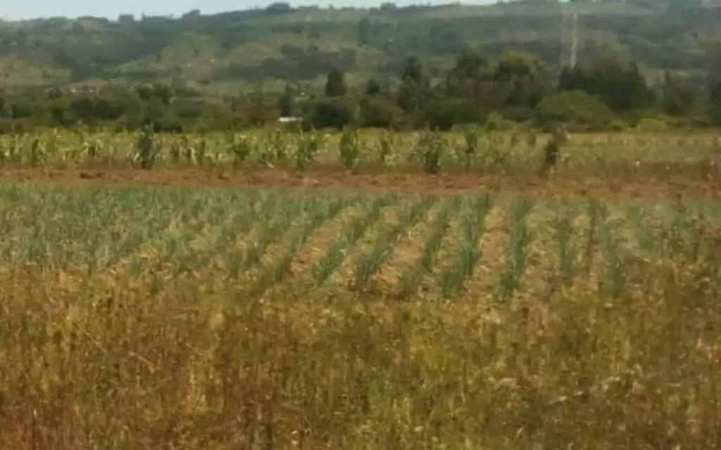 Land for sale in Naivasha Image