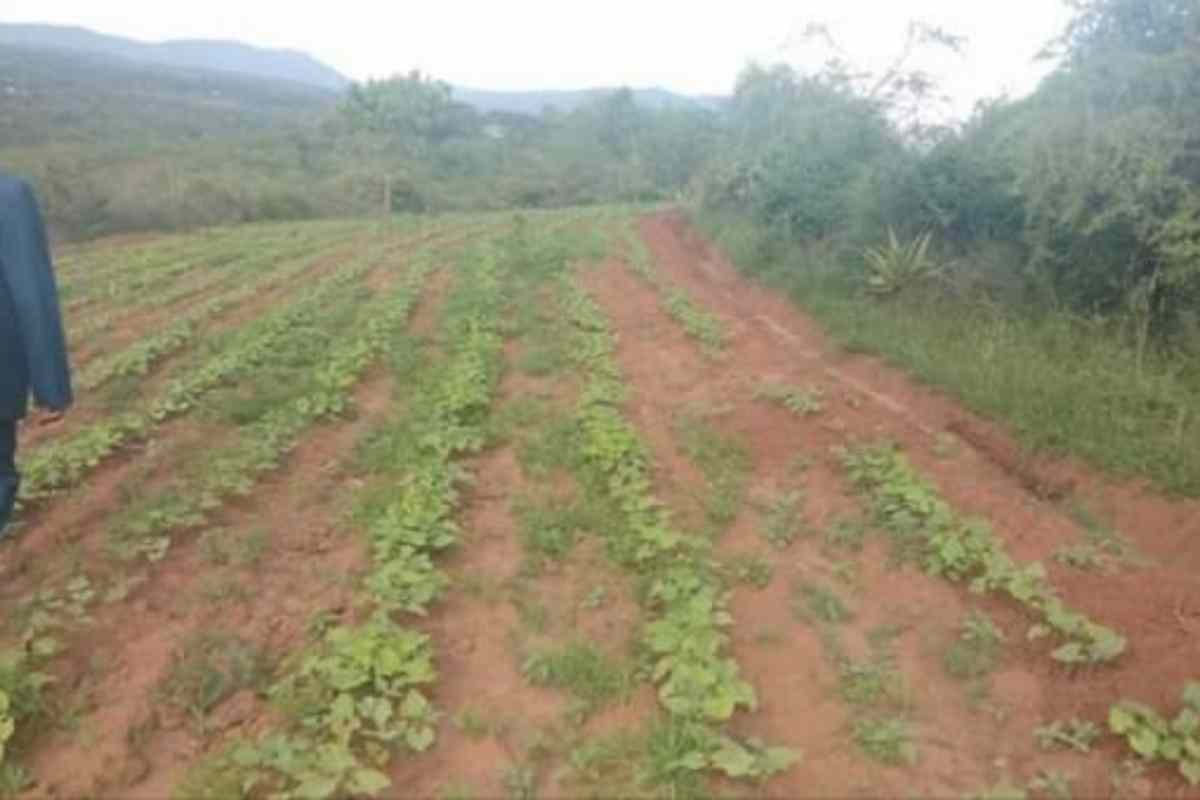 Konza North uungani Village makueni county agricultural land for sale