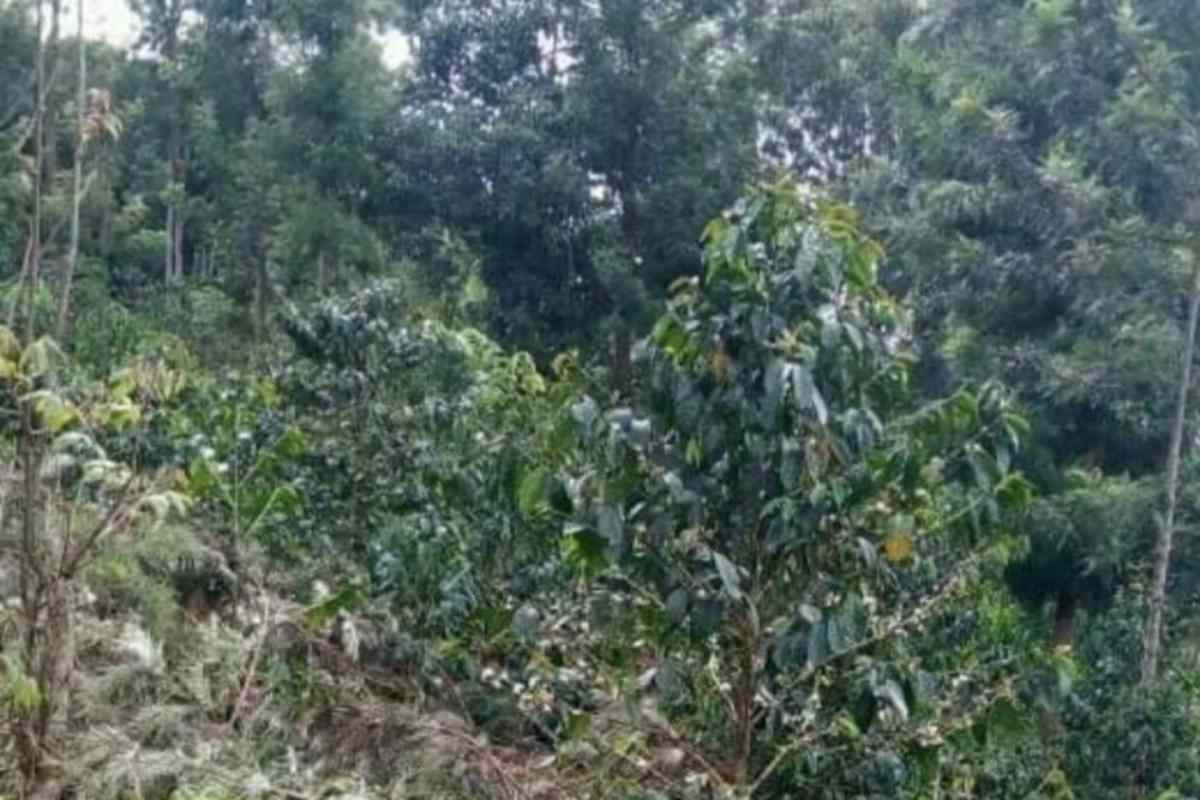 Kirinyaga Central kagumo kamuiru agricultural coffee land for sale