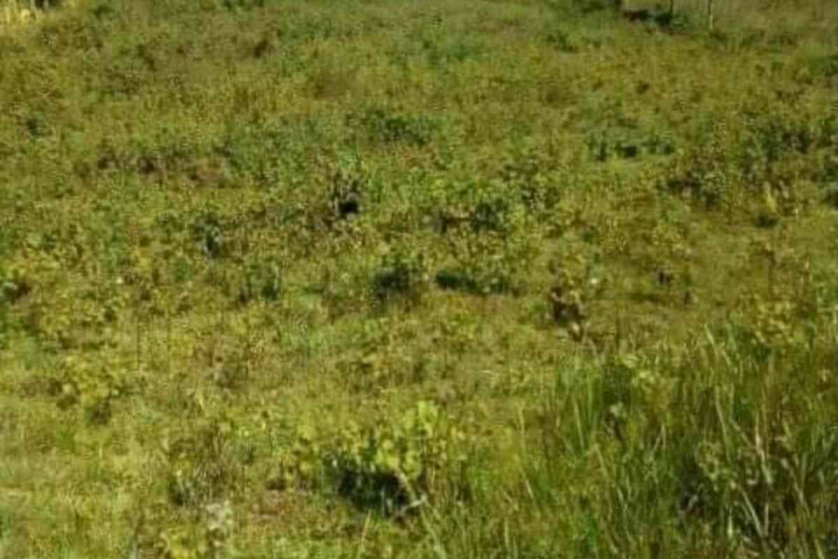 Muranga Gikomora 1.6 acre land for sale