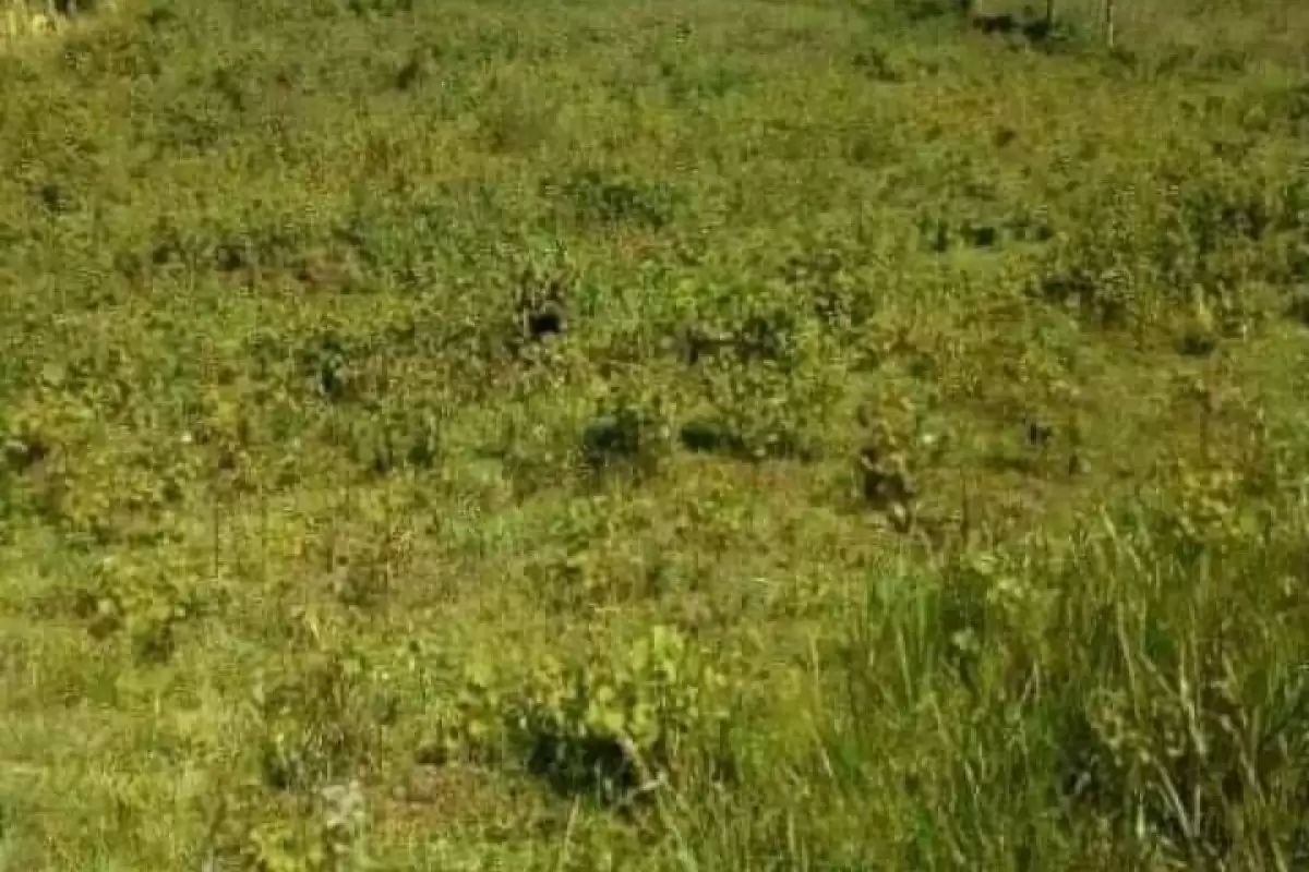 Muranga Gikomora 1.6 acre land for sale Image