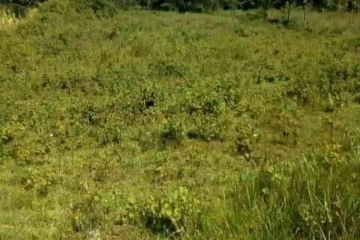 Muranga Gikomora 1.6 acre land for sale Image