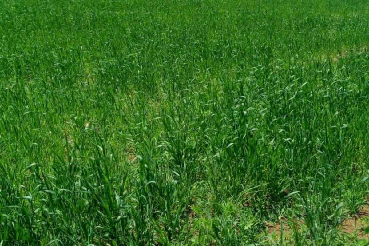 Laikipia Muhotetu Agricultural land for sale