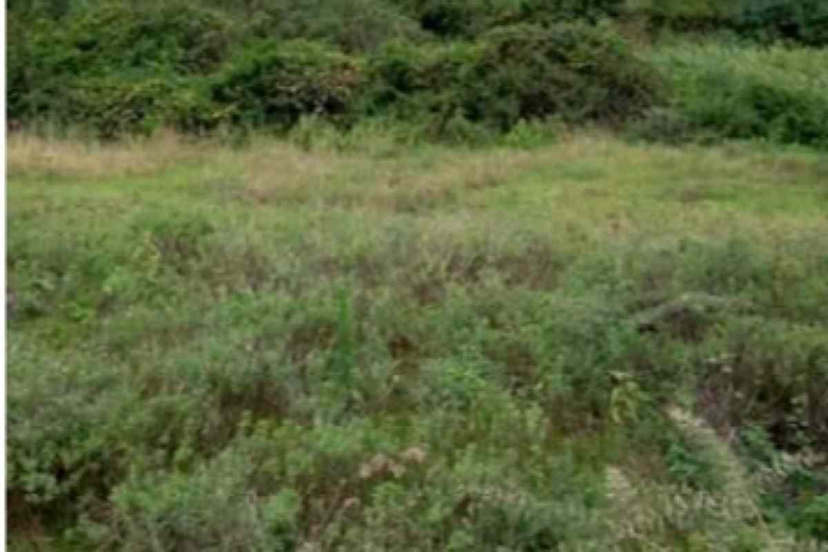 Old Muthaiga commercial land on quick sale