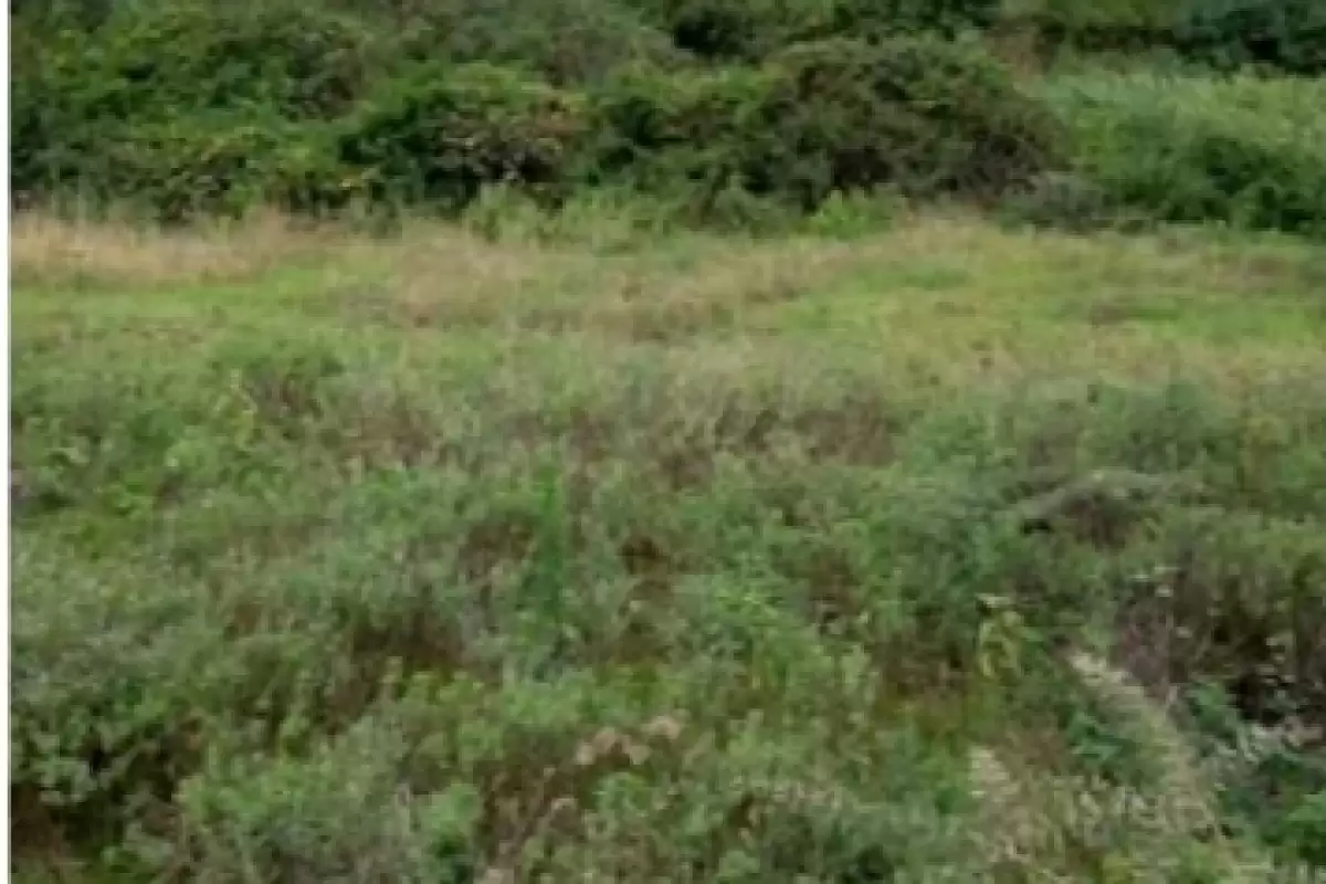 Old Muthaiga commercial land on quick sale Image