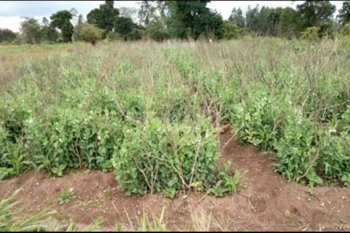 Nanyuki Agricultural Land on sale