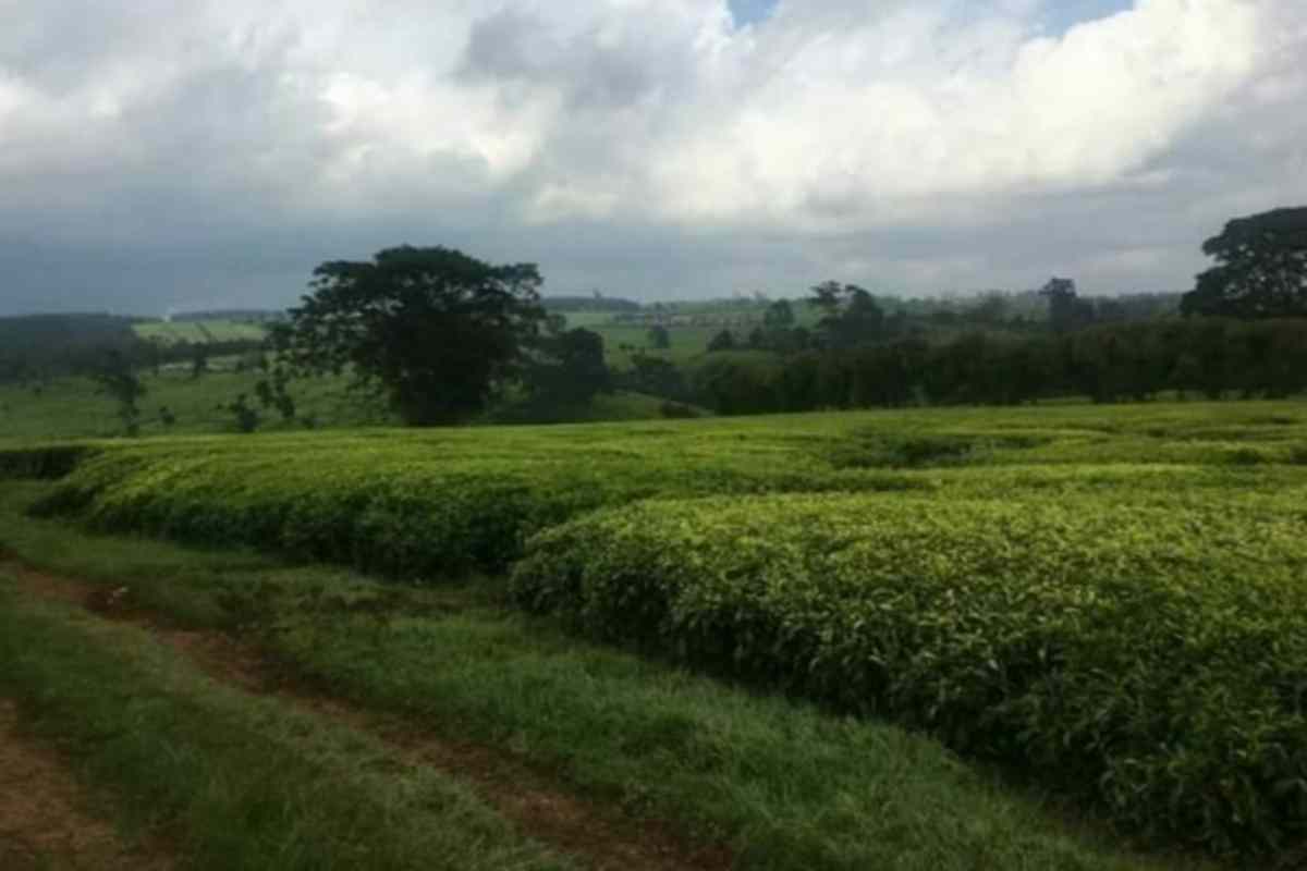 Tetu Nyeri Agricultural land on sale