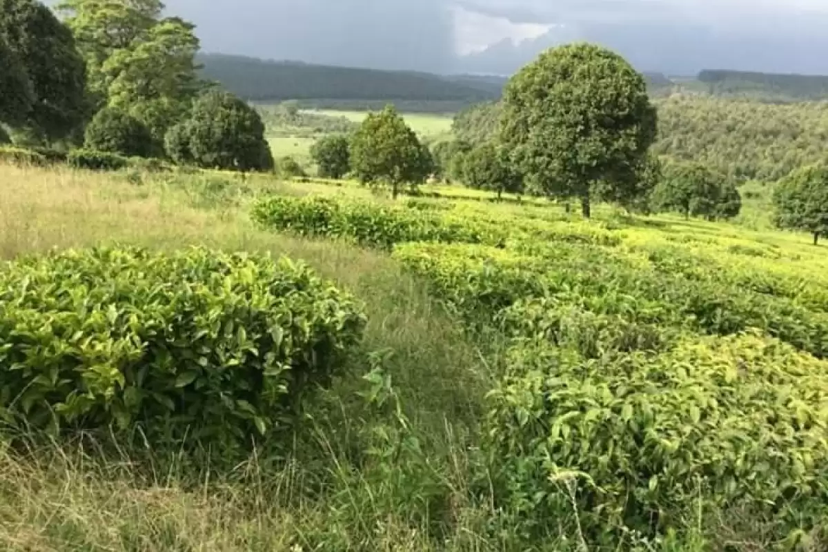 Tetu Nyeri Agricultural land on sale Image