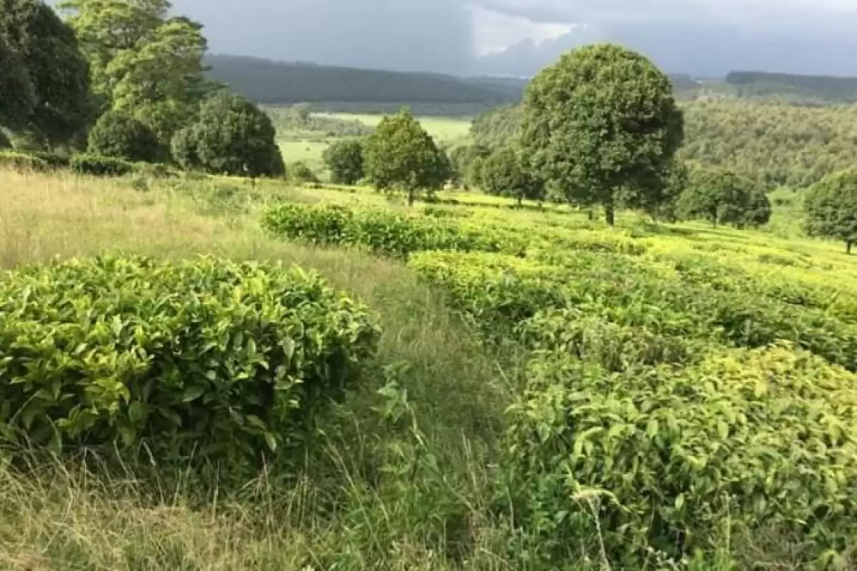 Tetu Nyeri Agricultural land on sale in Tetu, Kenya Propscout
