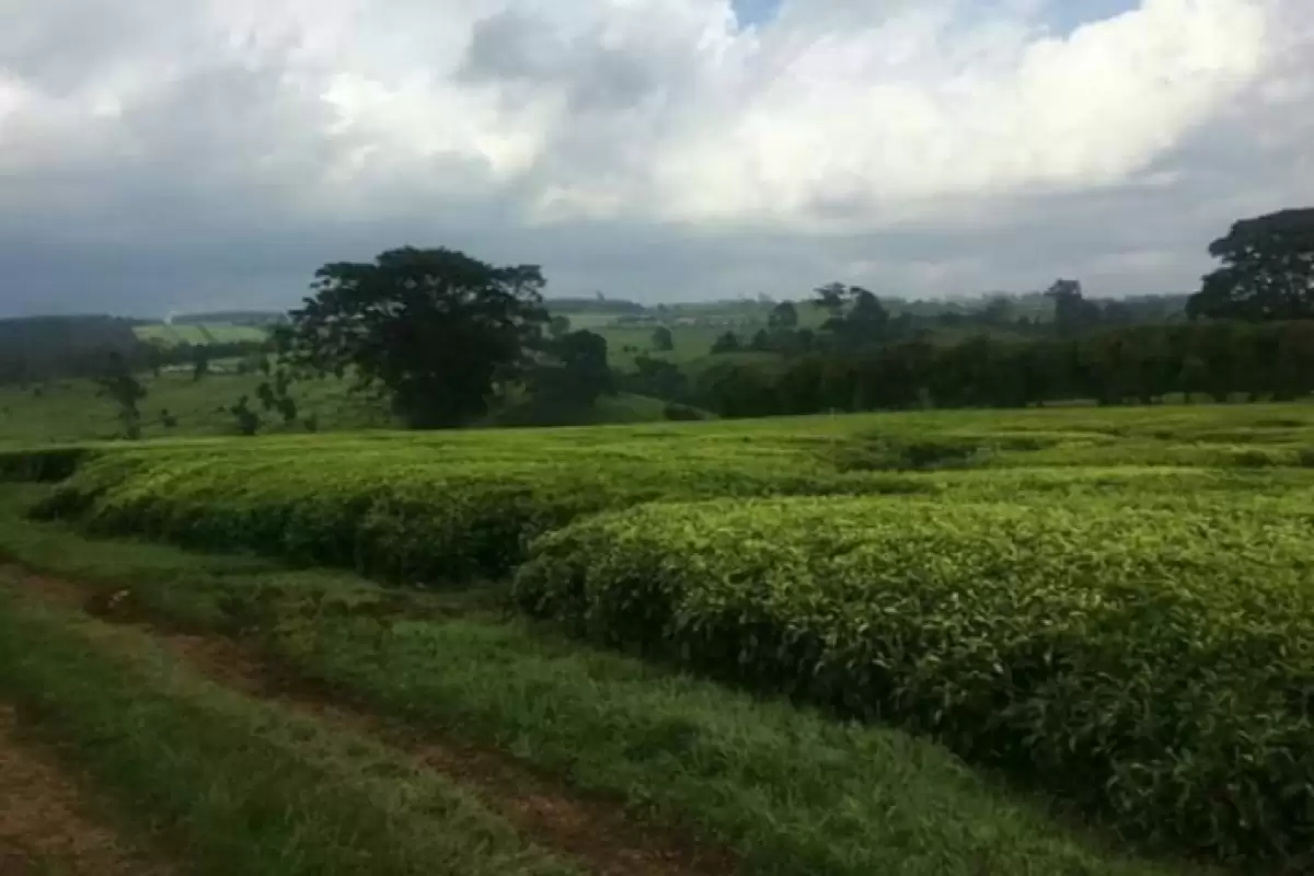 Tetu Nyeri Agricultural land on sale Image