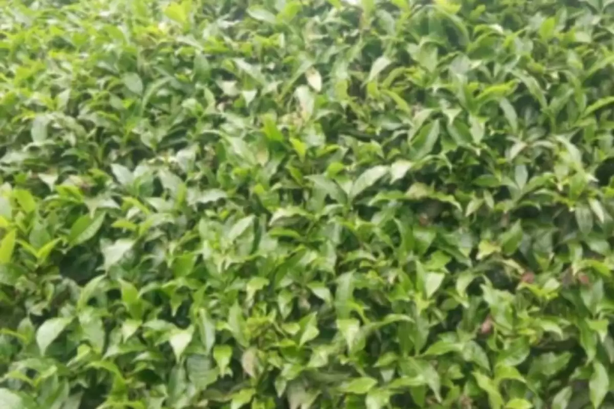 Limuru Kiambu 3 acre Tea Land for sale Image