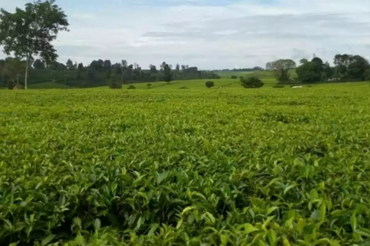 Limuru Kiambu 3 acre Tea Land for sale Image