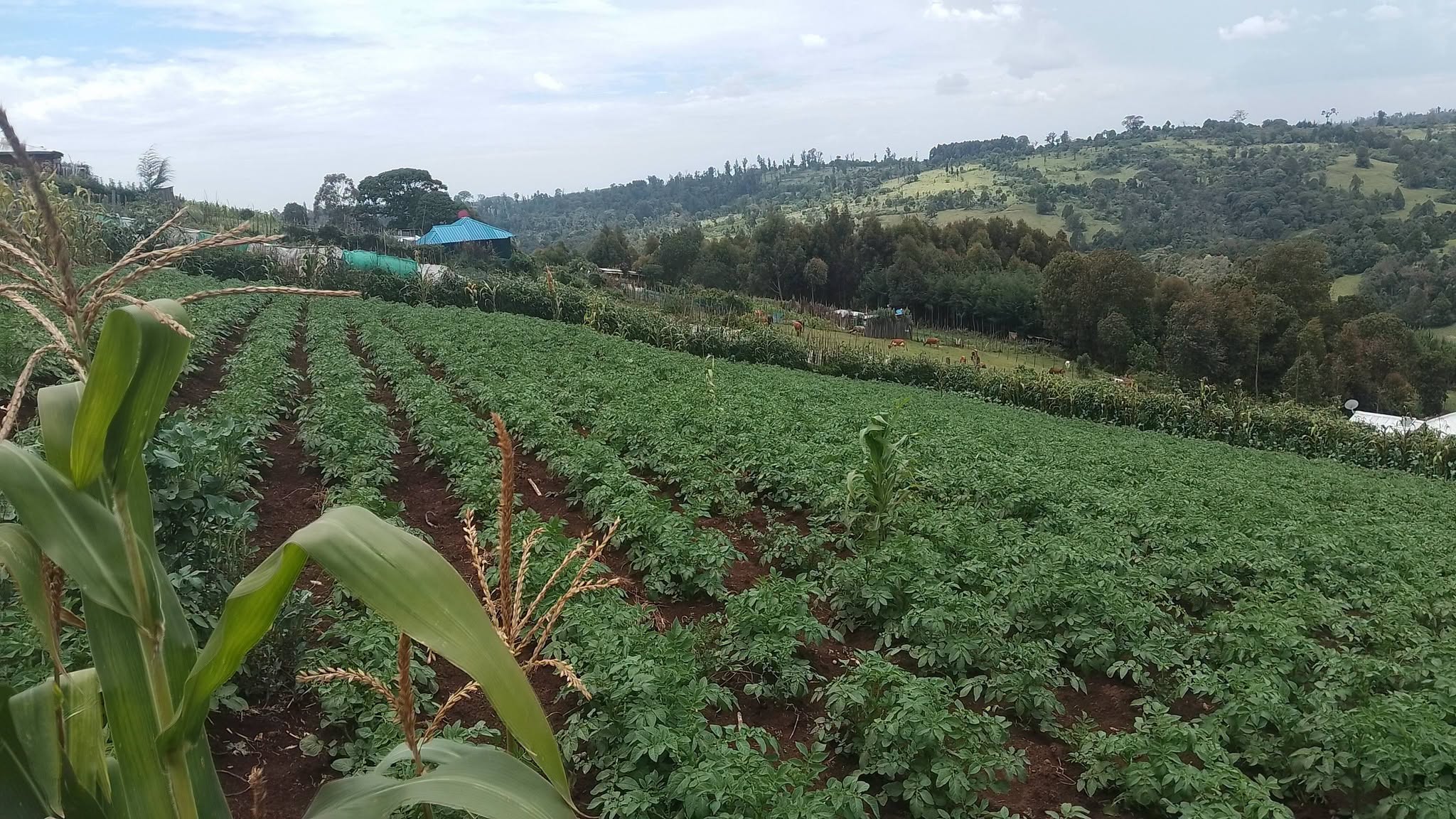 a half an acre plot for sale in narok north, Oloikirikirai Shopping Centre.