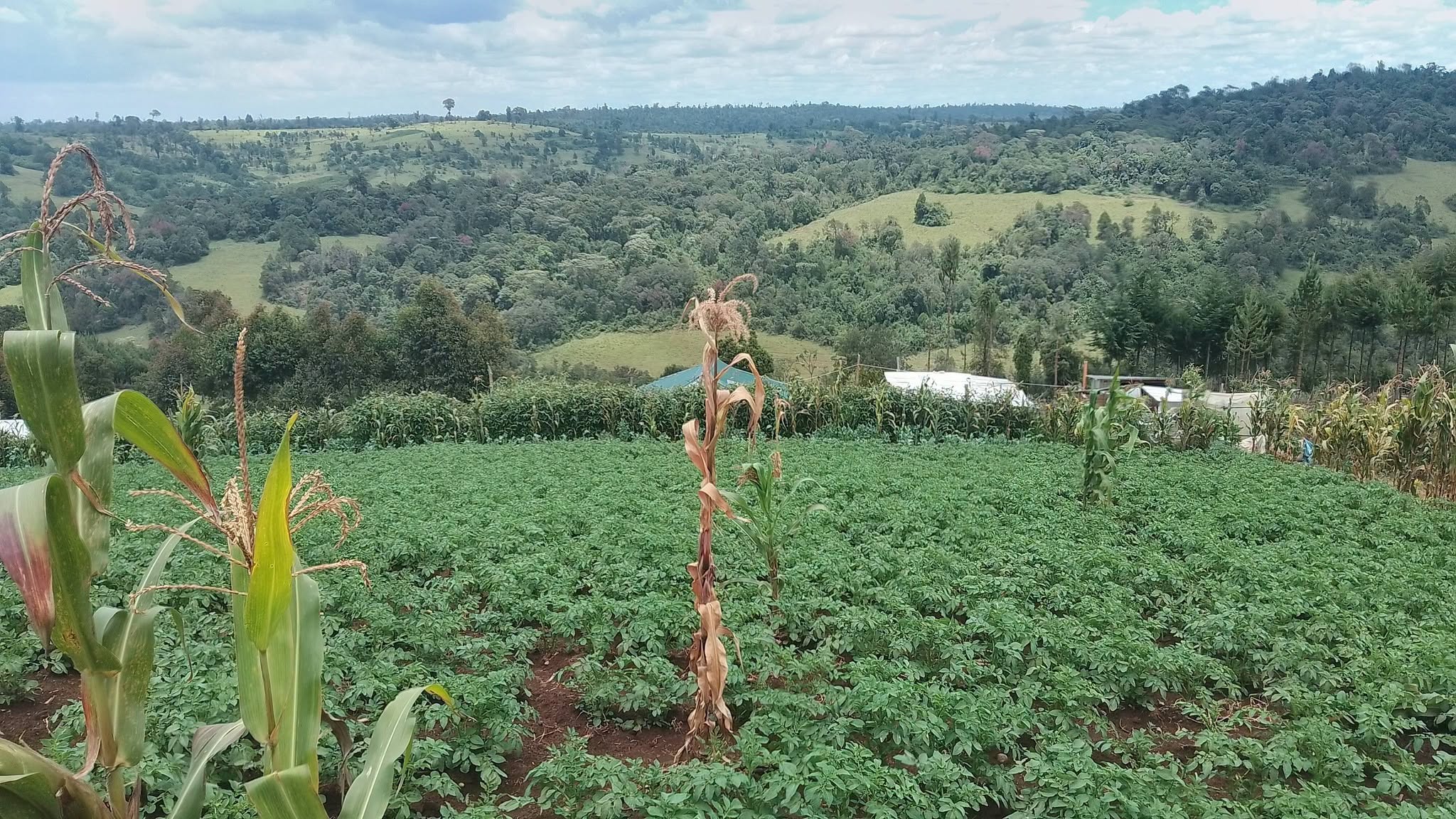 a half an acre plot for sale in narok north, Oloikirikirai Shopping Centre. Image