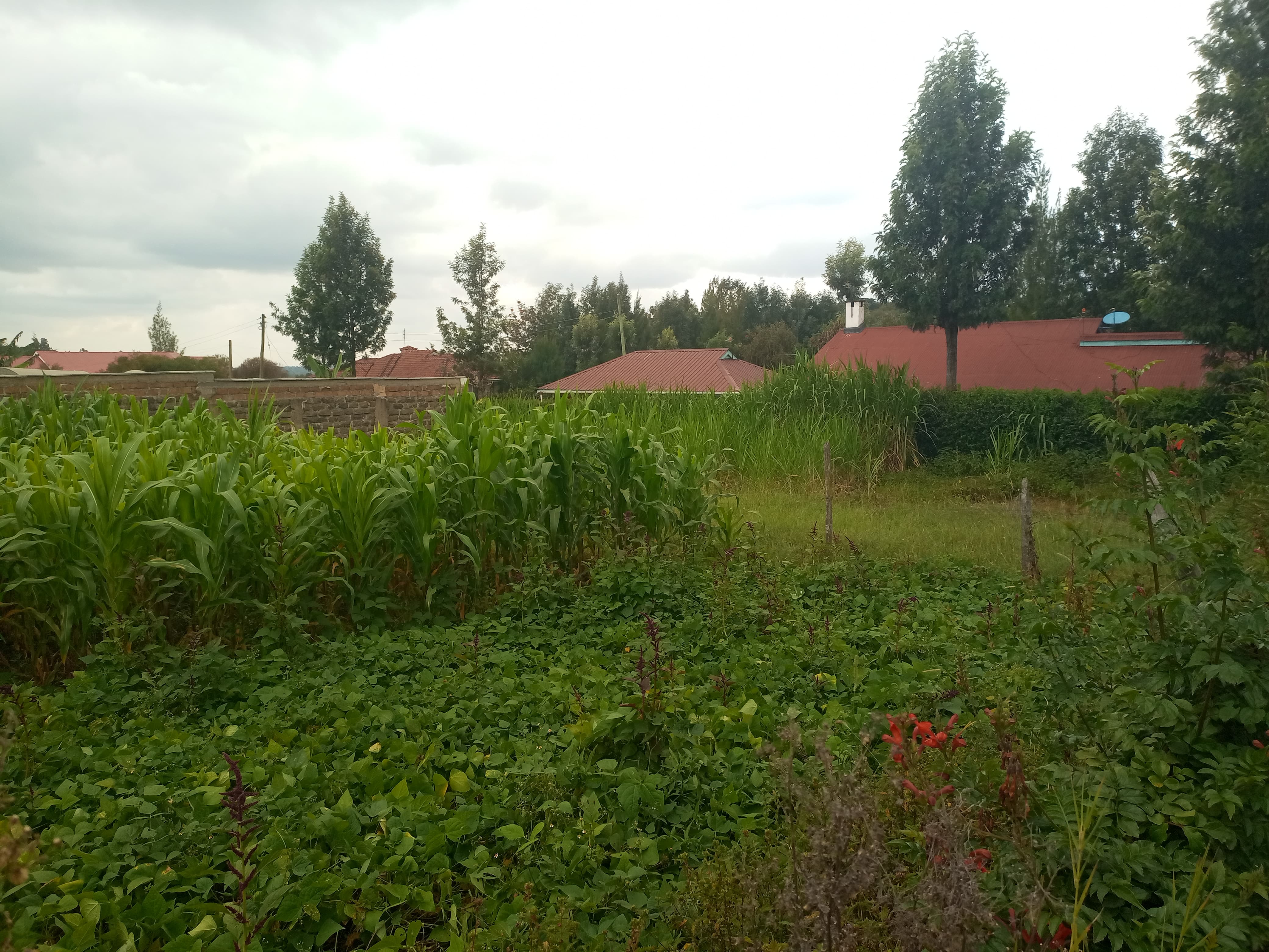 A prime residential plot for Sale in Ngong-Oloolua
