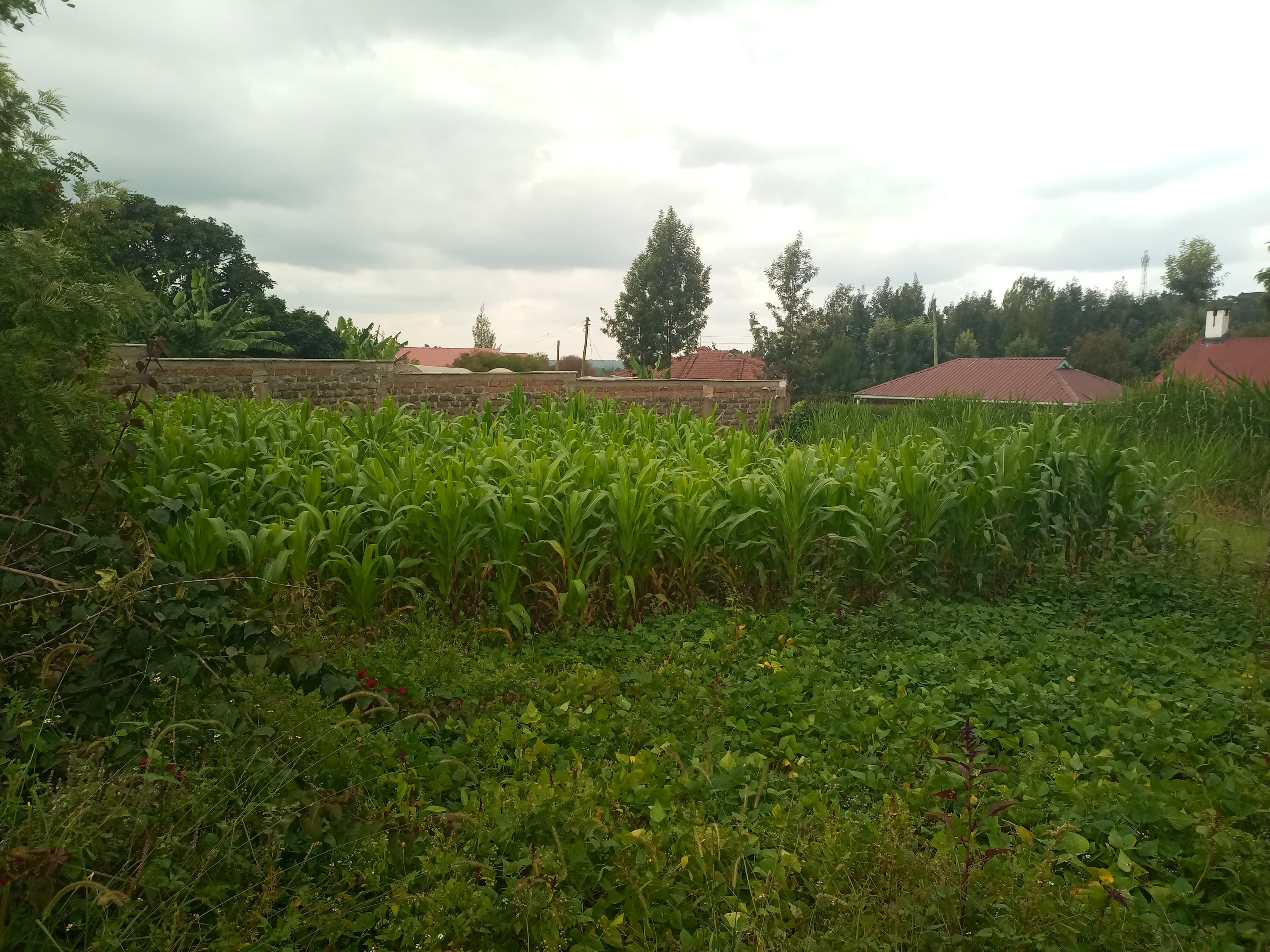 A prime residential plot for Sale in Ngong-Oloolua Image