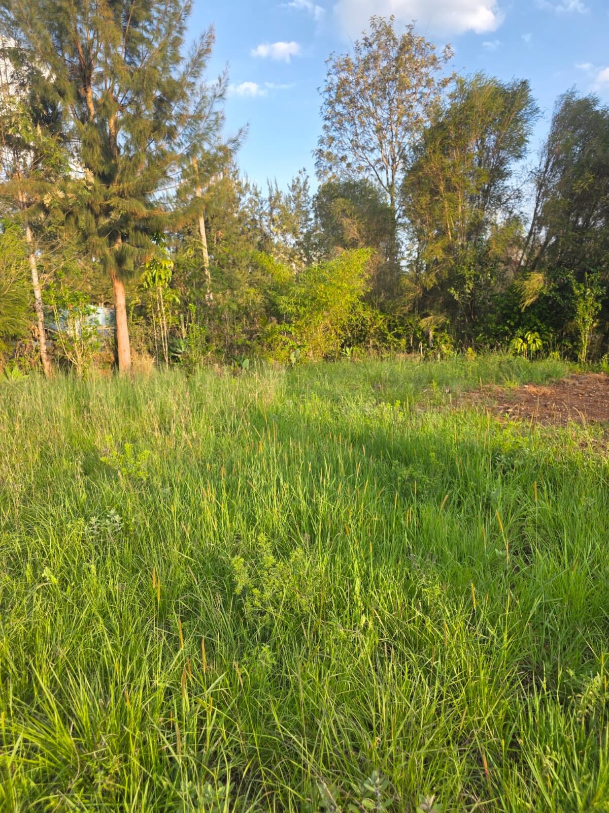 ¼ Acre Plot for Sale in Ngong, Oloolua Image