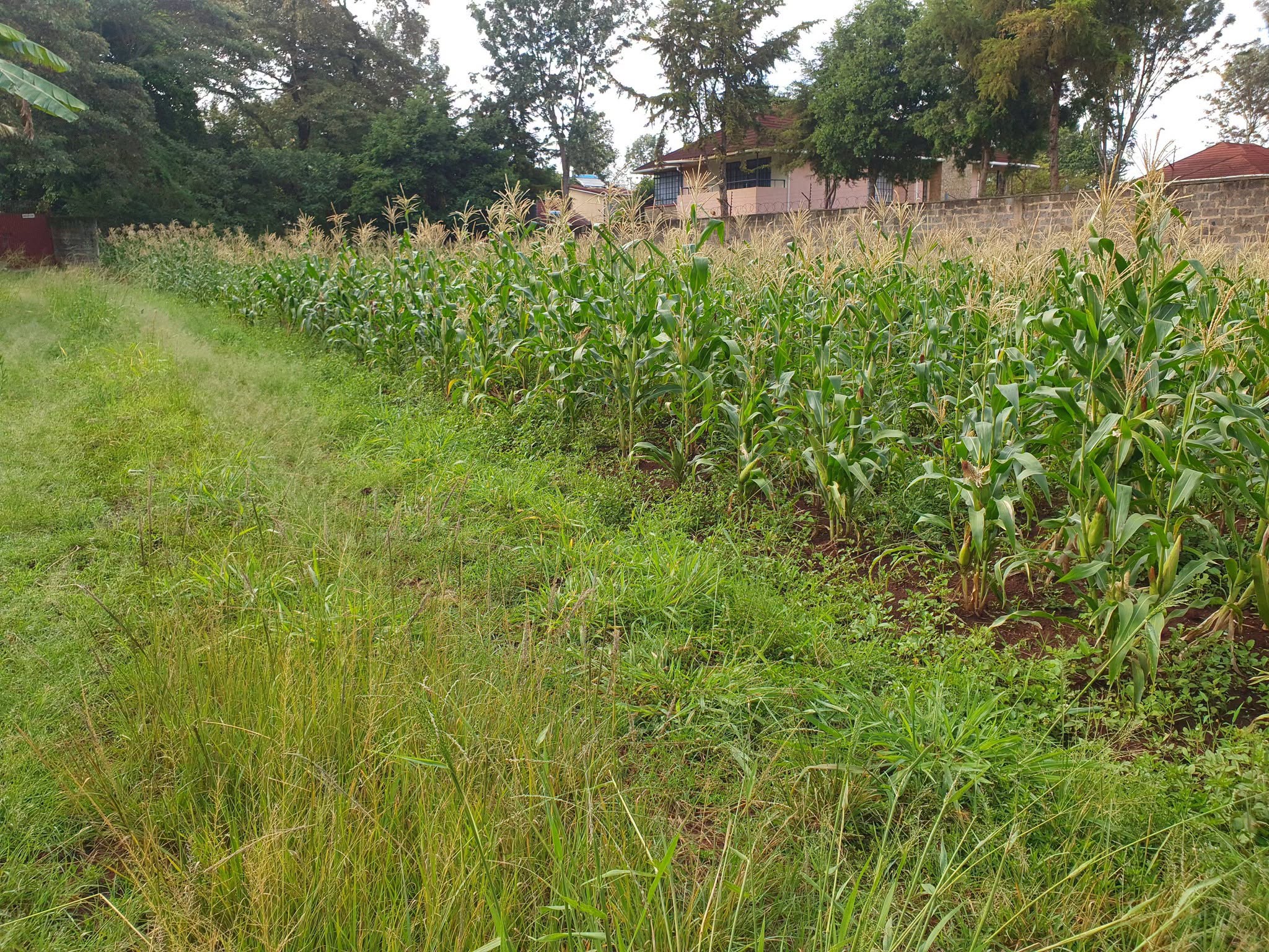 ¼-Acre Plot For Sale  in runda paradise Image